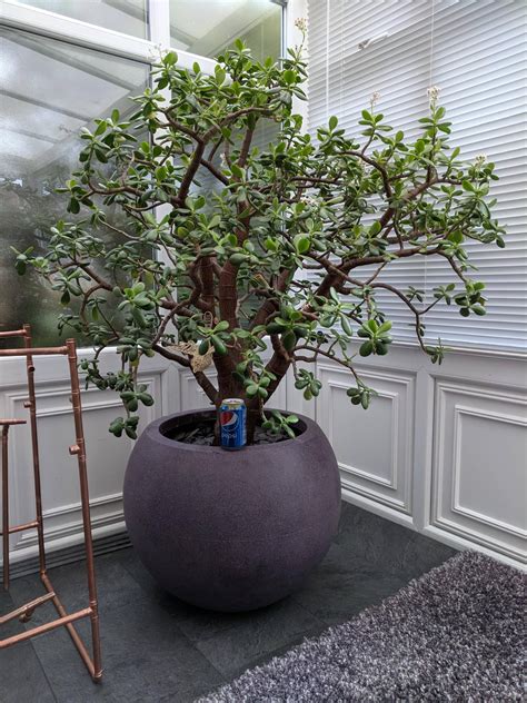 How To Make Jade Tree Flower at Shanita Parker blog