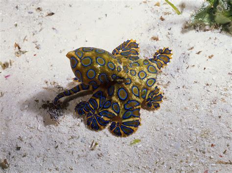 Blue-Ringed Octopus Venom 的图像结果