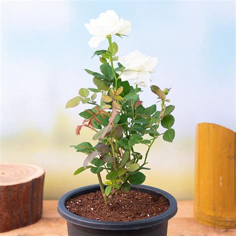 Buy Black Rose online from Nurserylive at lowest price.