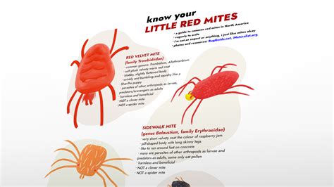 Little Red Mites Clover Mites Vs. Chiggers: What's The Difference