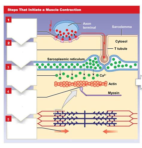 Steps of Muscle Contraction 的图像结果