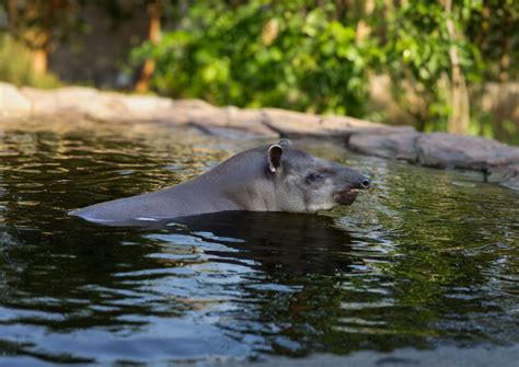 Vantara’s Mission | Rescuing & Rehabilitating Wildlife