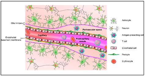 Structure and Junctional Complexes of Endothelial, Epithelial and Glial ...