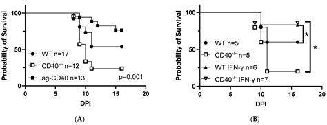 CD40 Signaling in Mice Elicits a Broad Antiviral Response Early during ...