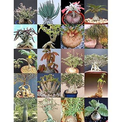 CAUDEX PLANTS MIX rare base plant exotic caudiciform India | Ubuy