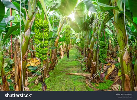 Plantation Agriculture Bananas