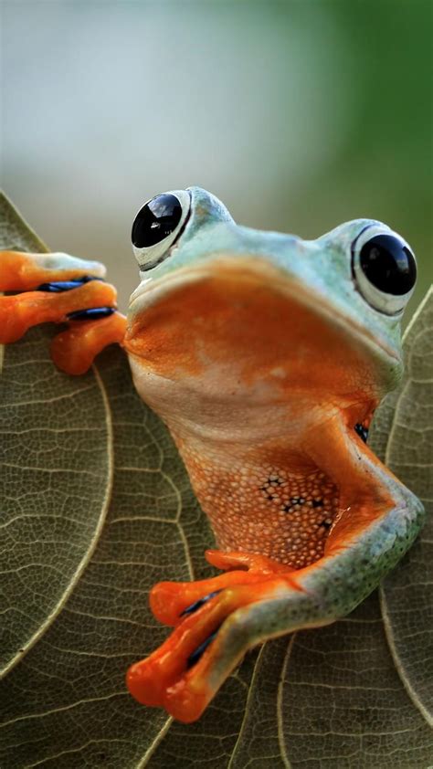 Image result for Tree Frog Terrarium