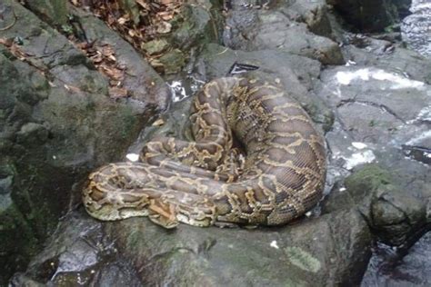 Giant Python Eating Prey 的图像结果