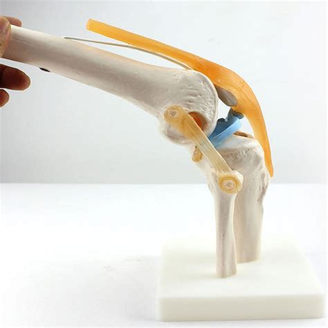 Knee Joint Simulation Model Medical Anatomy W Ligaments Functional Life ...