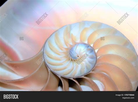 Image result for Natural Shell Structures