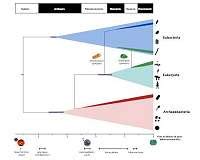 Evolution of Life Chart 的图像结果