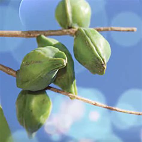 Maxisoft Hydro Boost Gel (50 gm) – Aarogyam - The Wellness Store