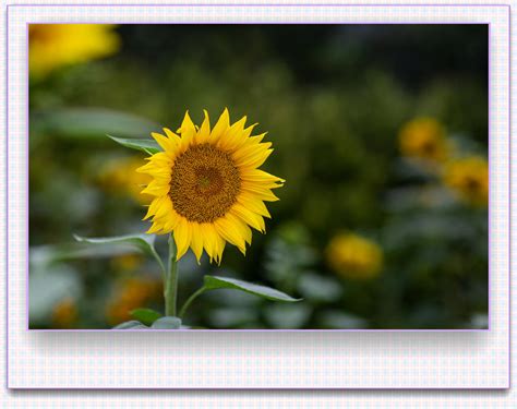 科学网—图说向日葵拍摄技巧：朵朵葵花向太阳 - 廖景平的博文