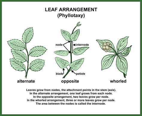 Alternate Leaf Arrangement