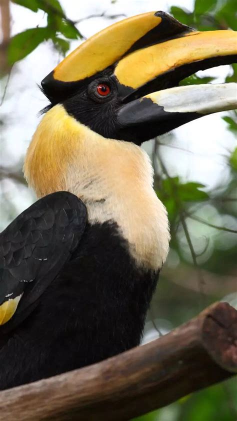 8 rare and elusive animal species of India!