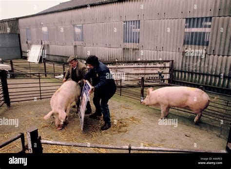 Image result for Loading Pigs for Processing