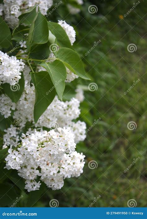 Vertical Close Up of Pure White Lilacs on a Bush Stock Photo - Image of ...