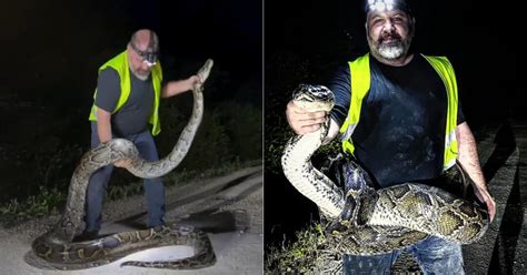 Image result for Long Florida Python Ever