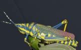 Insect Pests