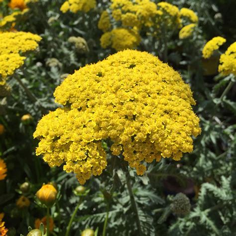 Free Images : flower, herb, produce, yellow, flora, yarrow, flowering ...