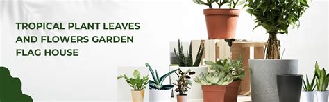 Dracaena Trifasciata Big Ornamental Plant – True Organic