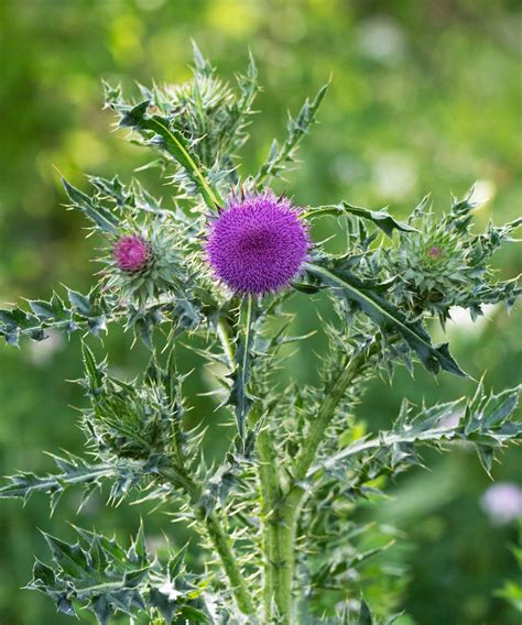 How to identify and get rid of milk thistle: expert advice | Homes and ...