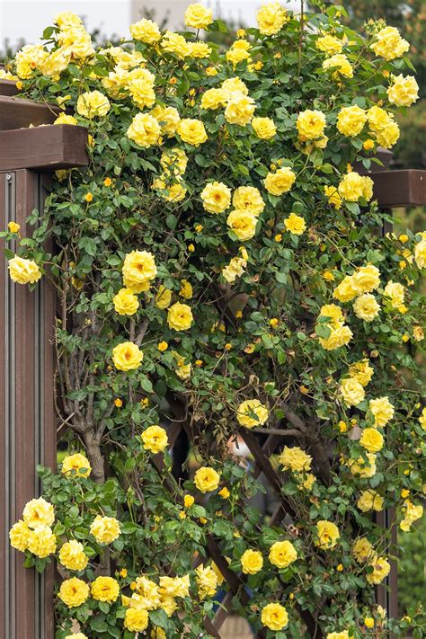 Wild Yellow Rose Bush