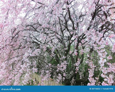 Weeping cherry blossoms stock photo. Image of plant, pink - 30716022