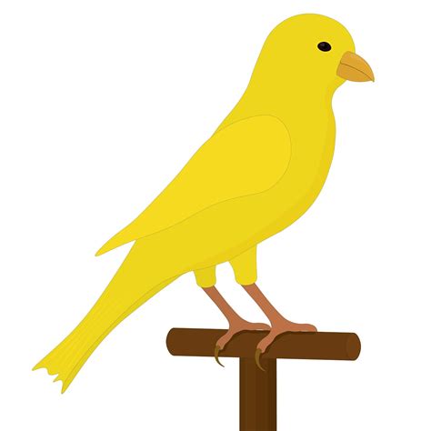 Yellow Canary Drawing