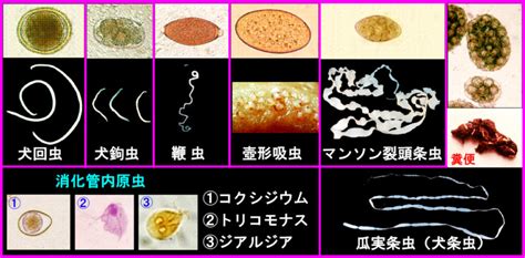 Image result for Layout Sticker Name