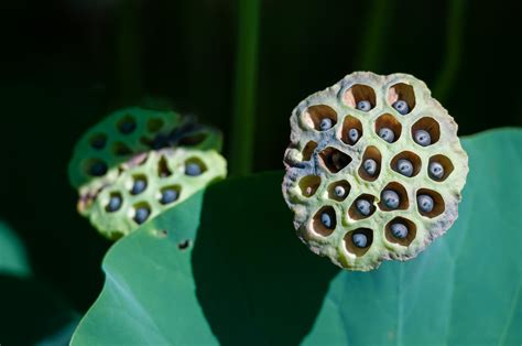 Lotus Seed Pod Bloom