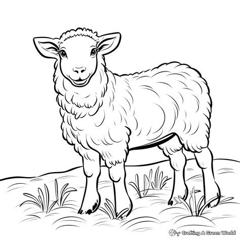 Coloring Pages Of Sheep