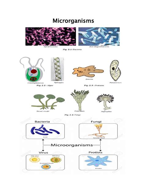 Microbiology 的图像结果