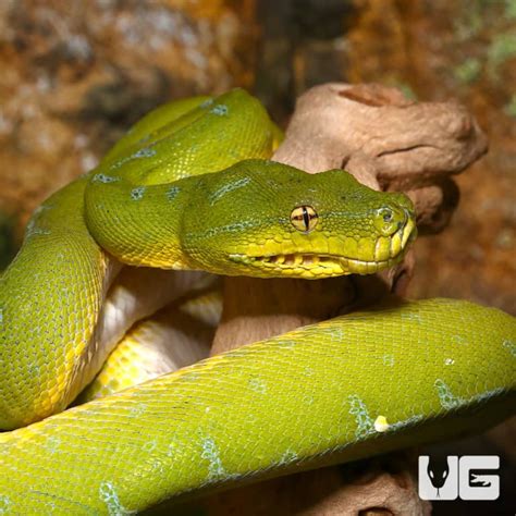 Image result for Yellow Green Tree Python