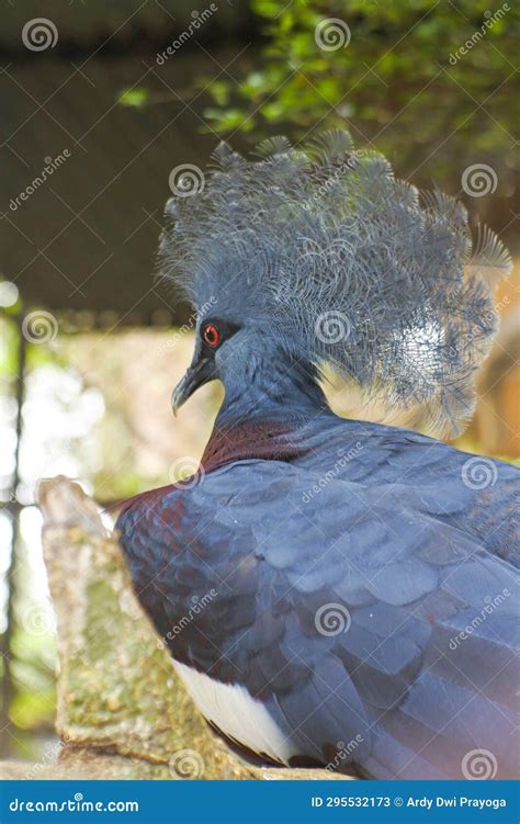 Mambruk Victoria or Goura Victoria is One of the Three Crowned Pigeons. Stock Image - Image of ...