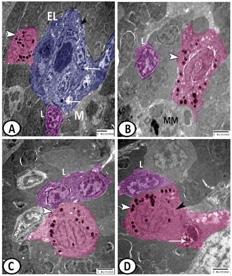 Structural and Functional Aspects of the Spleen in Molly Fish Poecilia ...