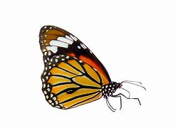 Image result for Butterfly Coloring Pages Adult