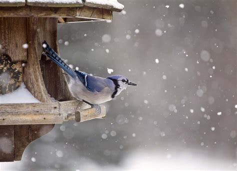 What To Feed Birds in Winter: Full Guide for Bird Watchers