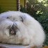 Image result for English Angora Baby Bunnies