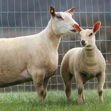 Charles Sercombe – Charollais Sheep Society