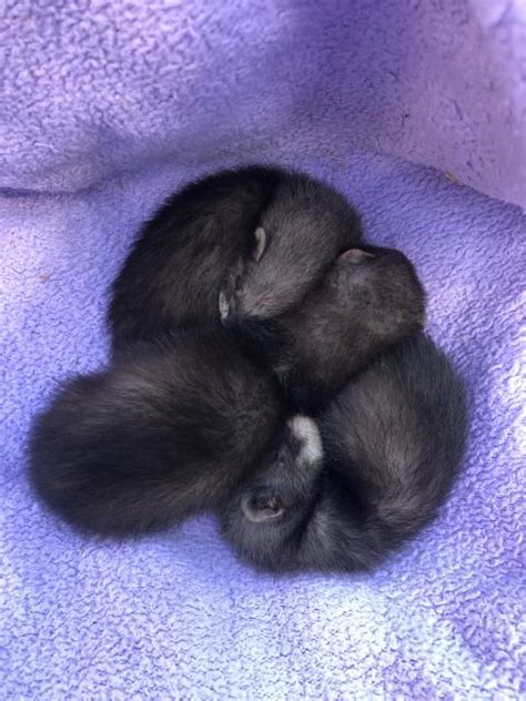 Frettchen Kleinanzeigen | Frettchen Annoncen | Frettchen Inserate ...