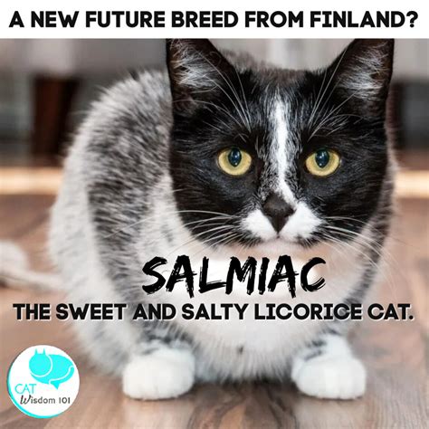 Finland’s Sweet and Salty Salmiac Cat | Cat Wisdom 101
