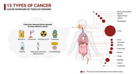 Risk Factors For Cancer - Smoking | BioRender Science Templates