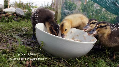 What Is A Ducks Eat at Katie Mueller blog