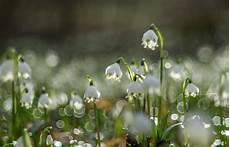 malvorlagen jahreszeiten kostenlos installieren fr 252 hlingsgru 223 foto bild jahreszeiten fr 252 hling natur malvorlagen jahreszeiten kostenlos installieren fr 252 hlingsgru 223 foto bild jahreszeiten fr 252 hling natur