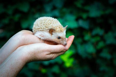 Hedgehogs | Tiny Tails to You