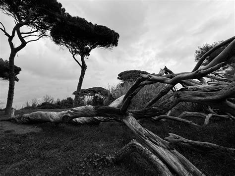 Image result for Tree Line Explained