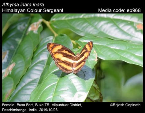 Athyma inara | Butterfly