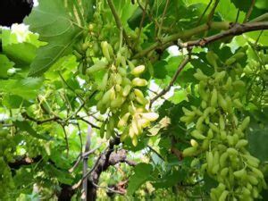 अंगूर की खेती कैसे करें: किस्में, लागत, लाभ व तकनीक