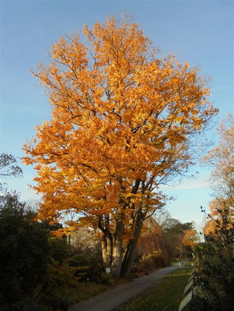 Browse Z | Hortus Botanicus Leiden, Netherlands